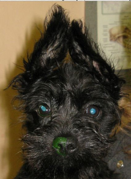 ï¿½??Stigï¿½?ï¿½ 1 month after repair. The right eye is comfortable. 